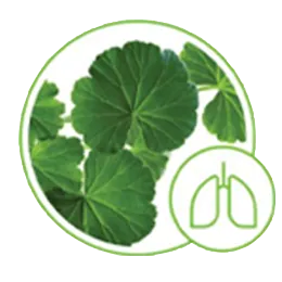 Pelargonia afrykańska